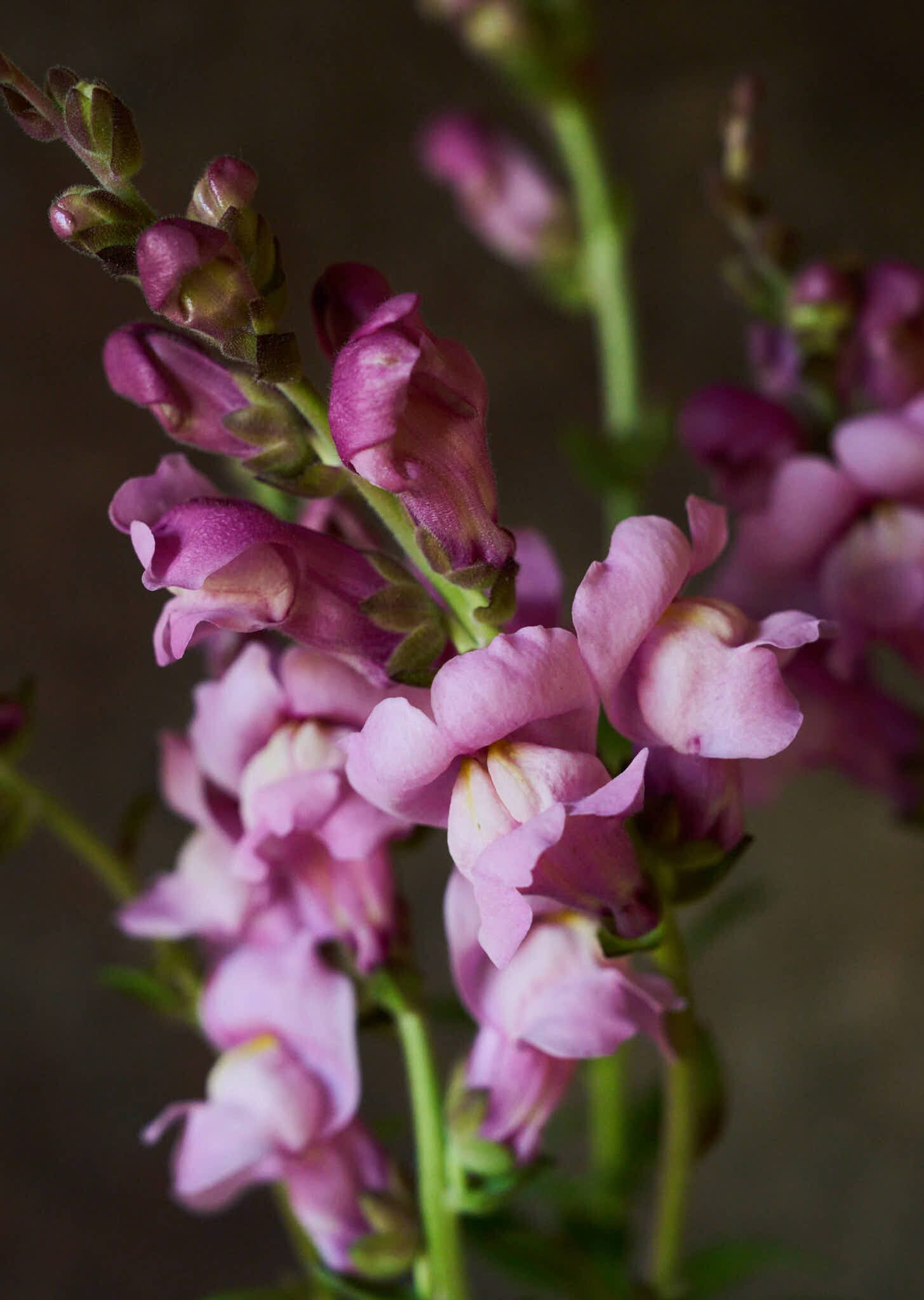 Løvemund 'Maryland Lavender' Seed 