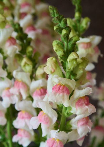 Løvemund 'Potomac Appleblossom' Seed 
