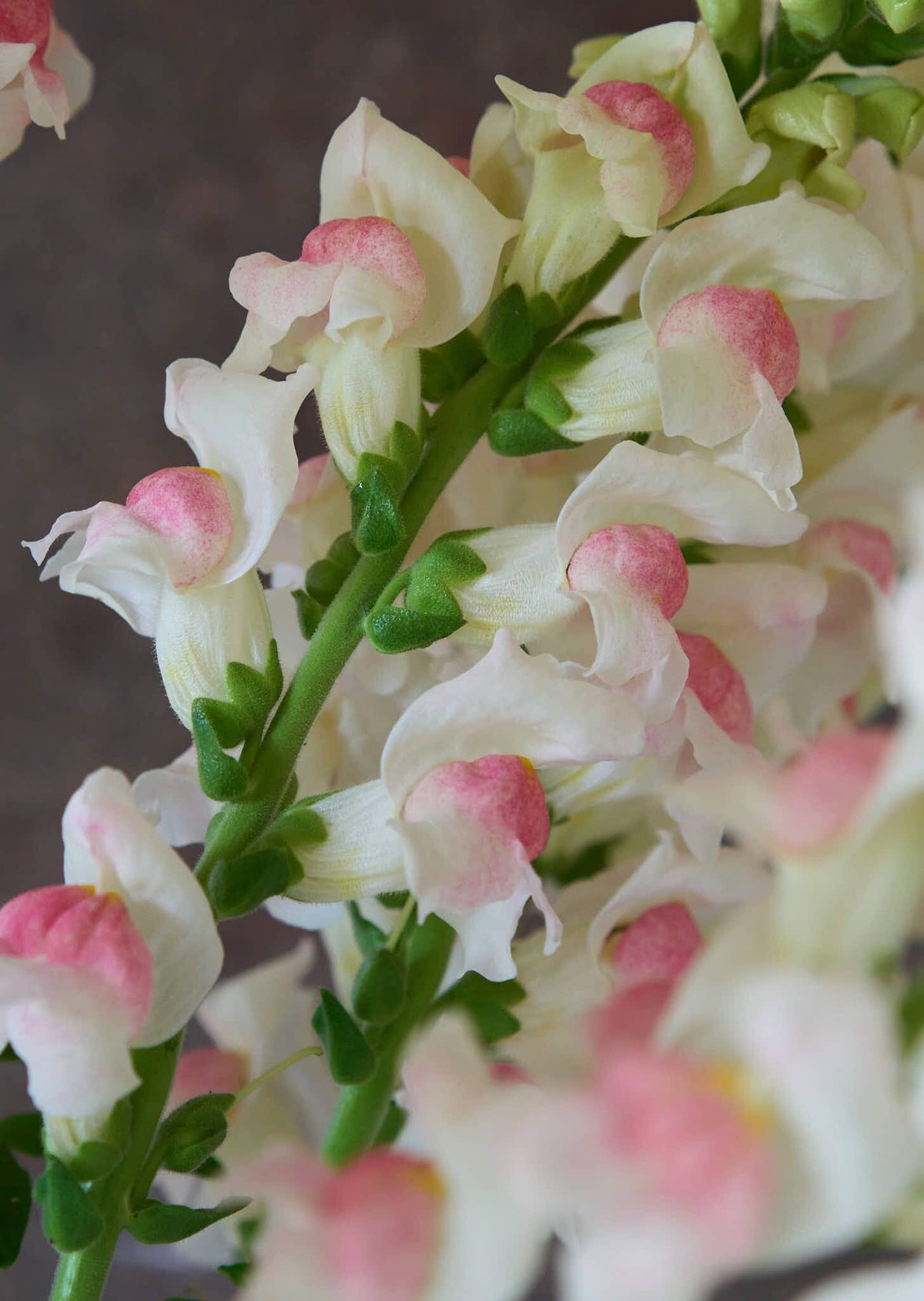 Løvemund 'Potomac Appleblossom' Seed 