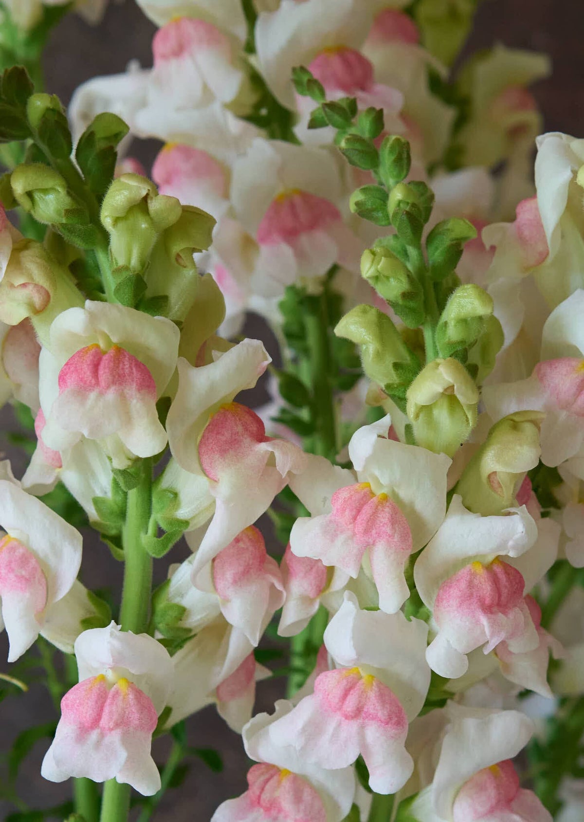 Løvemund 'Potomac Appleblossom' Seed 