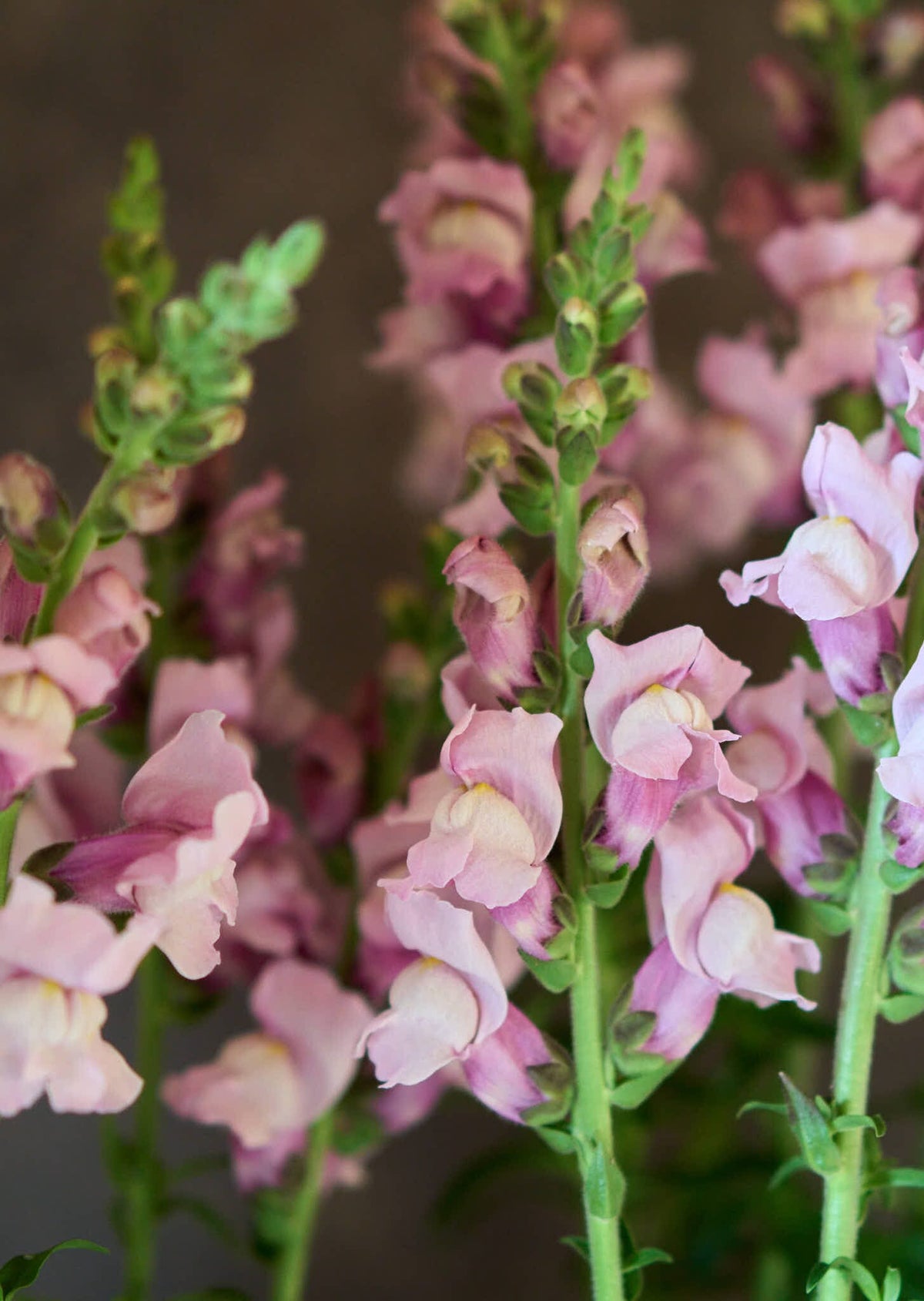Løvemund 'Potomac Lavender' Seed 
