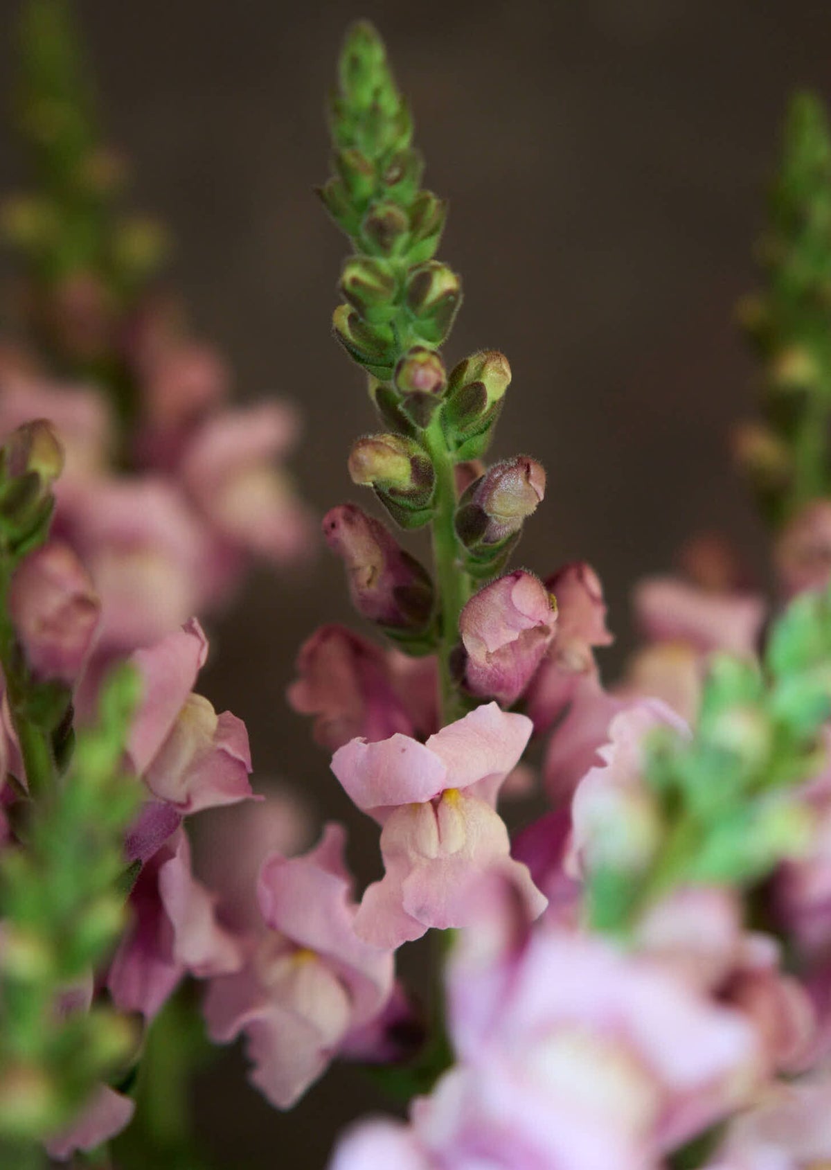 Løvemund 'Potomac Lavender' Seed 