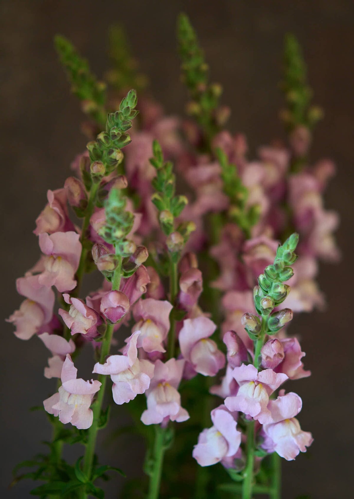 Løvemund 'Potomac Lavender' Seed 