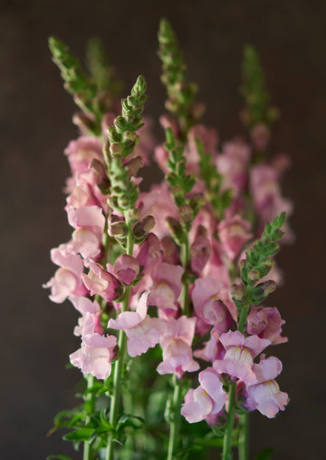 Løvemund 'Potomac Lavender' Seed 