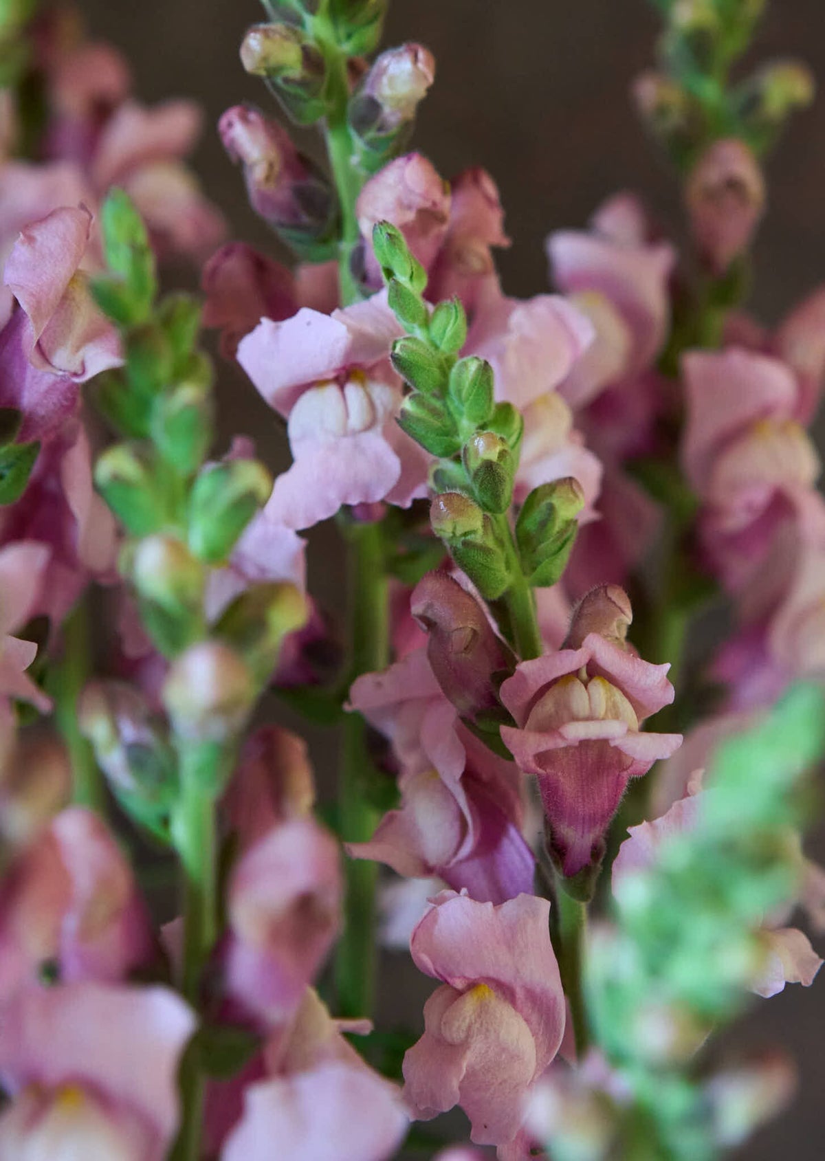 Løvemund 'Potomac Lavender' Seed 