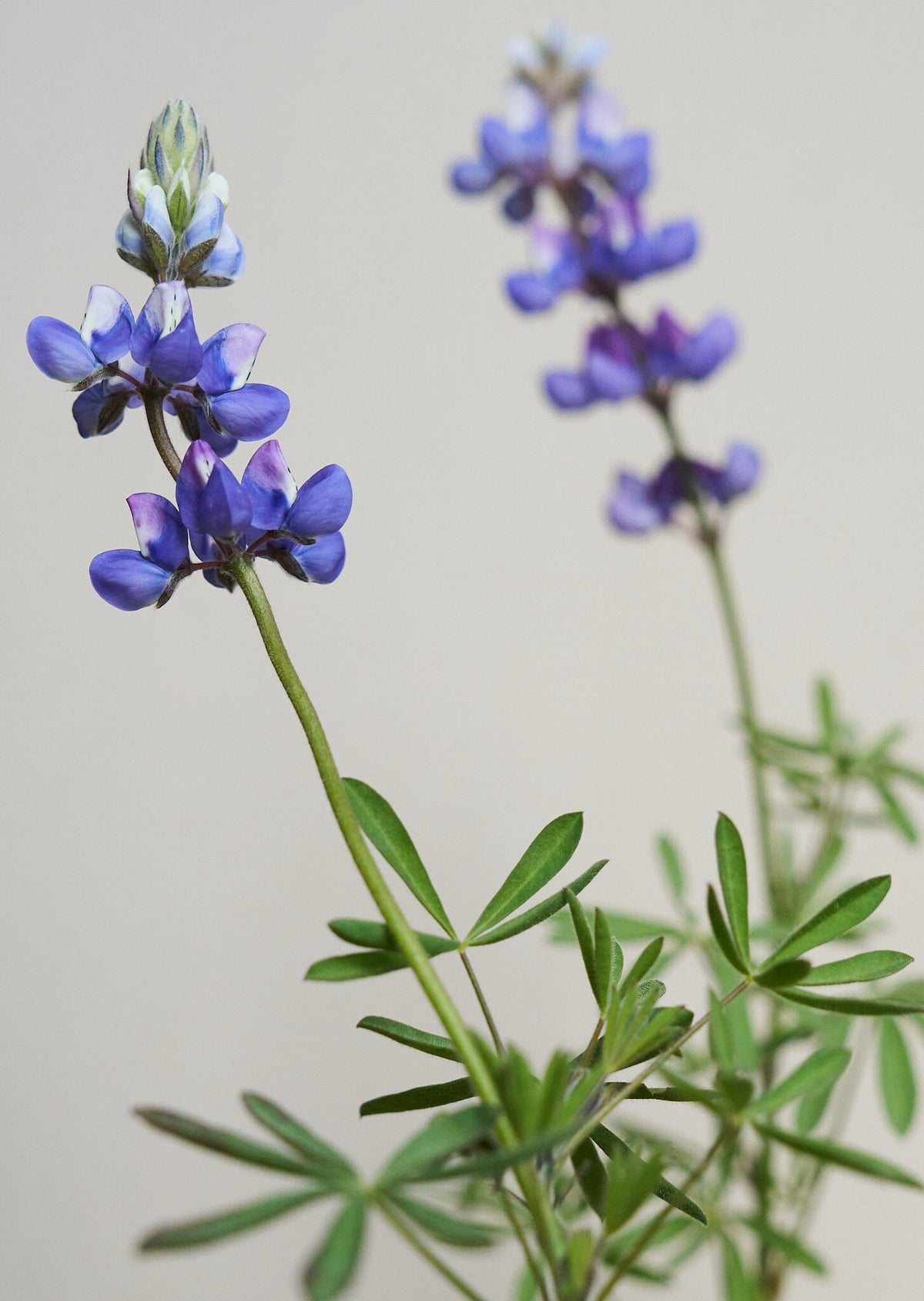 Lupin 'Nanus' Seed 