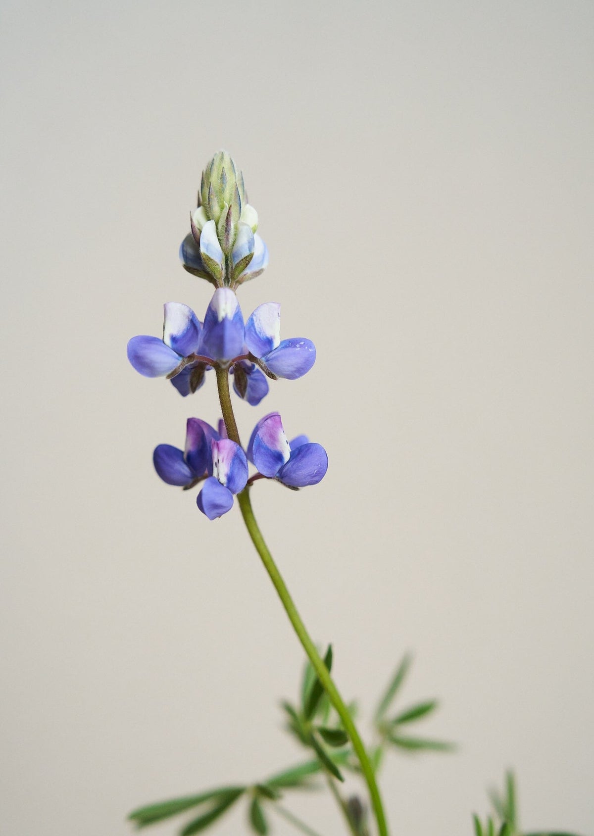 Lupin 'Nanus' Seed 