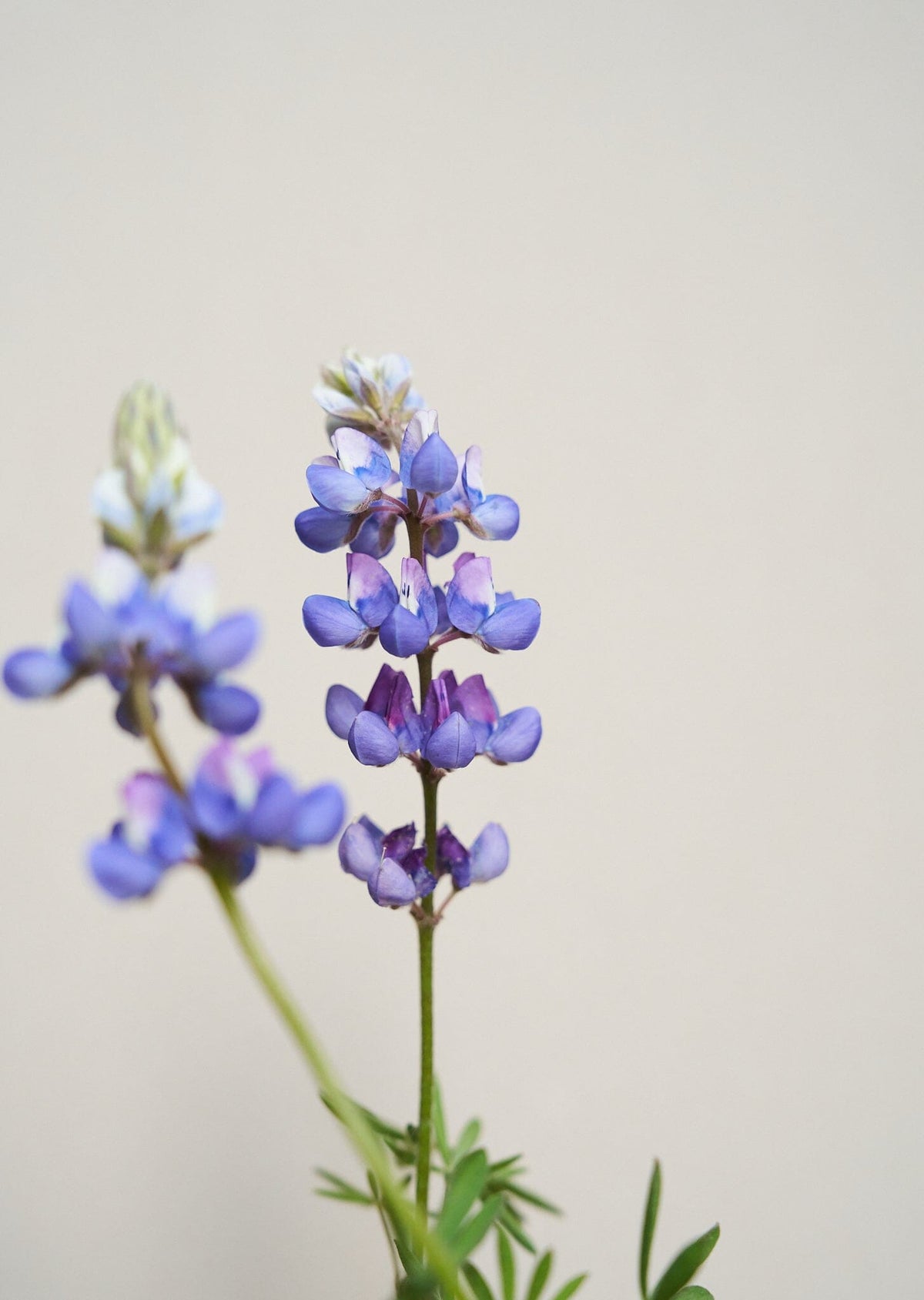 Lupin 'Nanus' Seed 