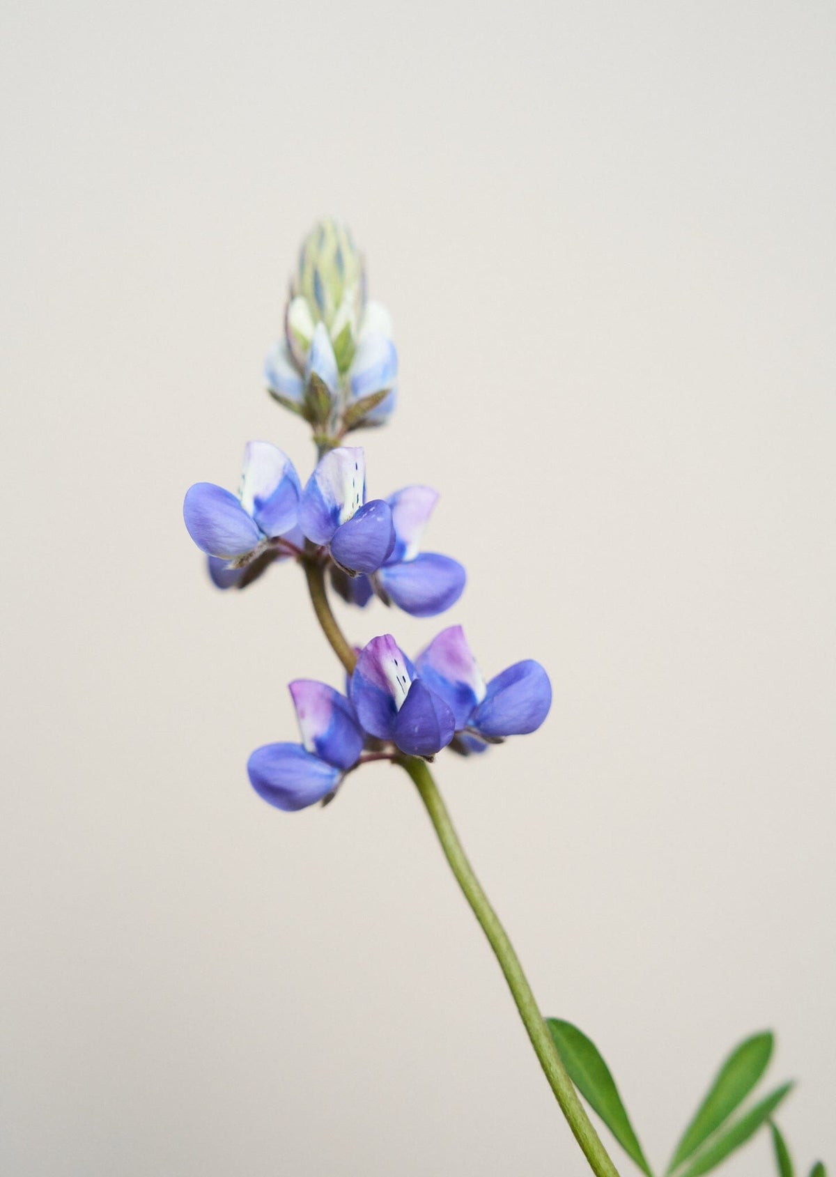 Lupin 'Nanus' Seed 