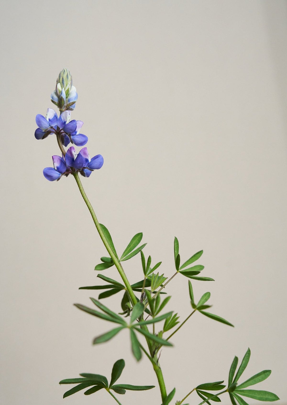 Lupin 'Nanus' Seed 
