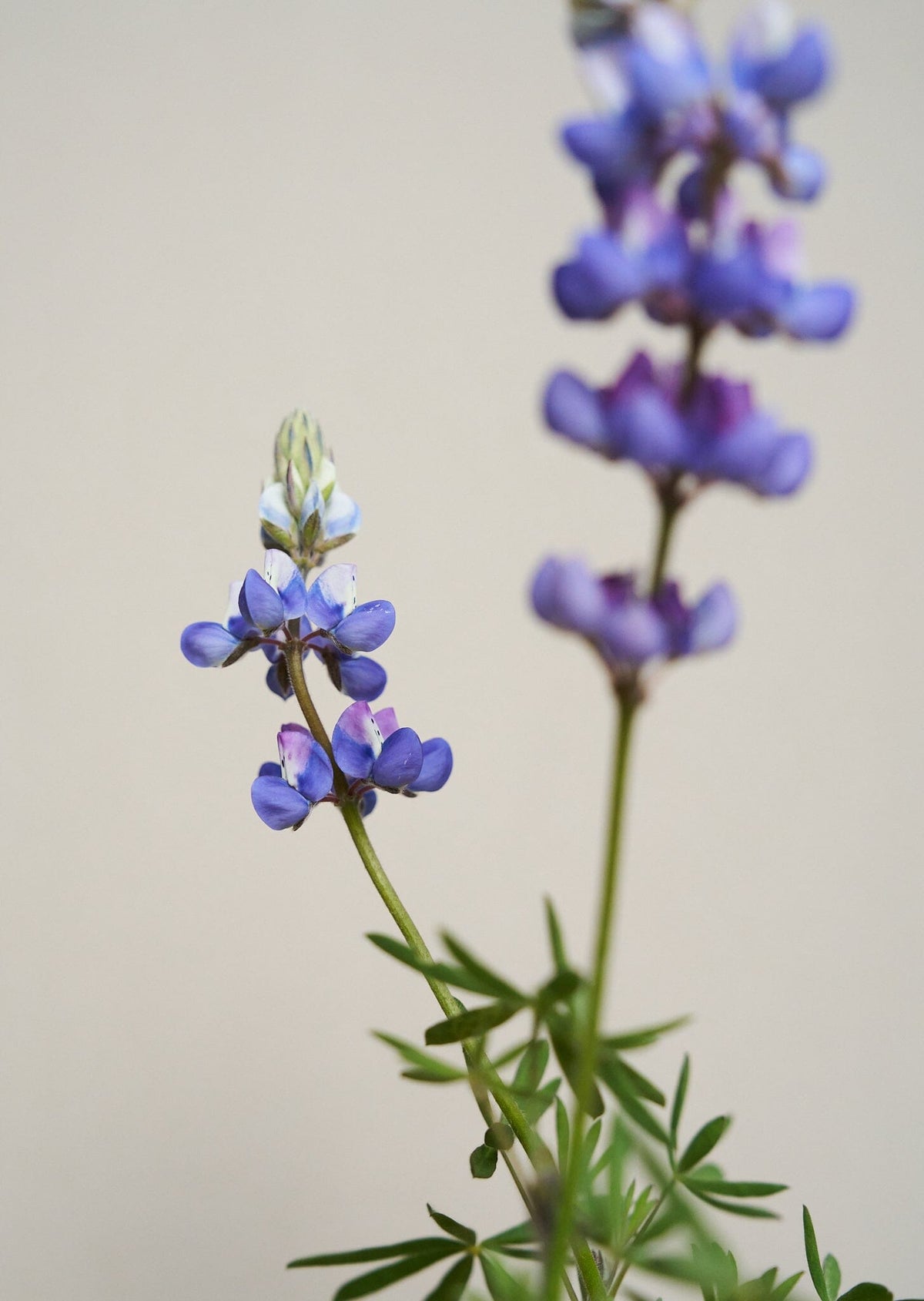 Lupin 'Nanus' Seed 