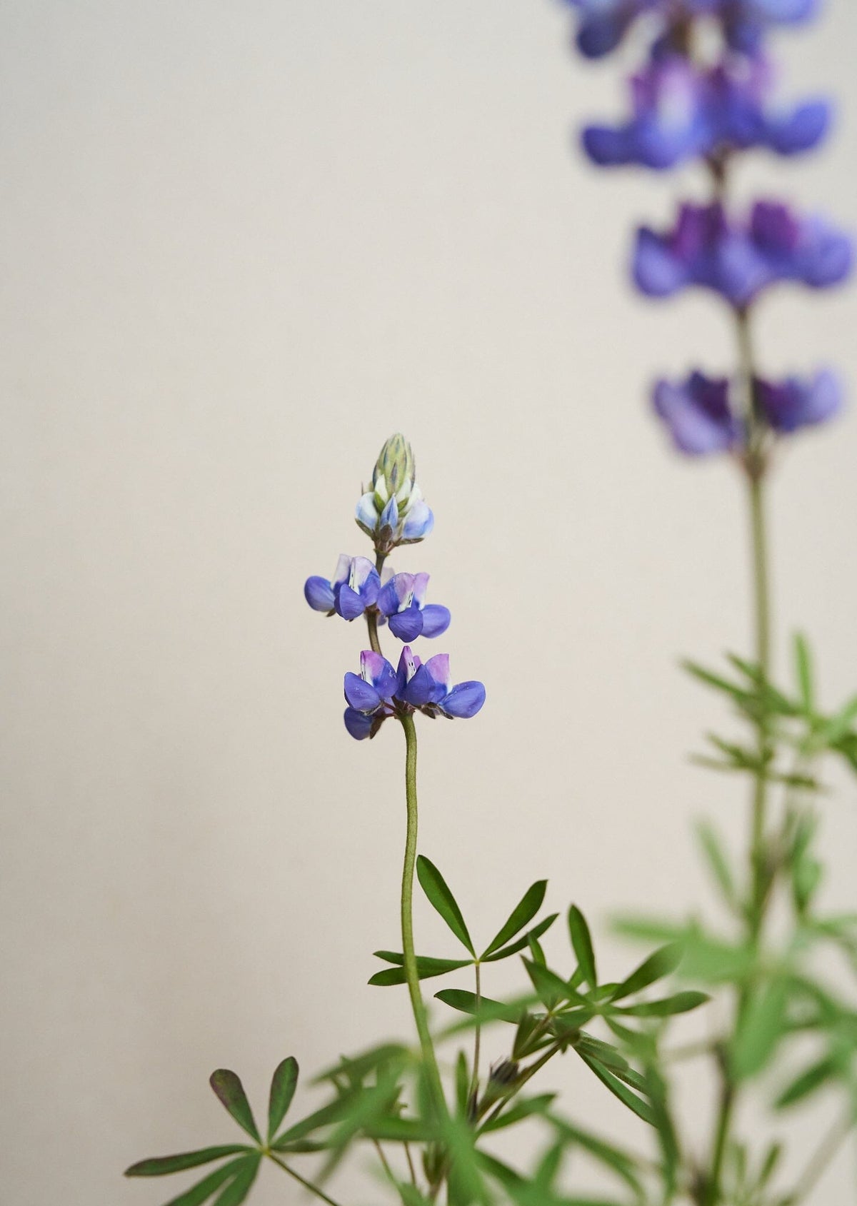 Lupin 'Nanus' Seed 