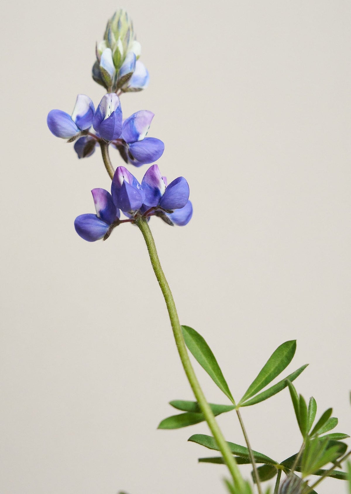 Lupin 'Nanus' Seed 