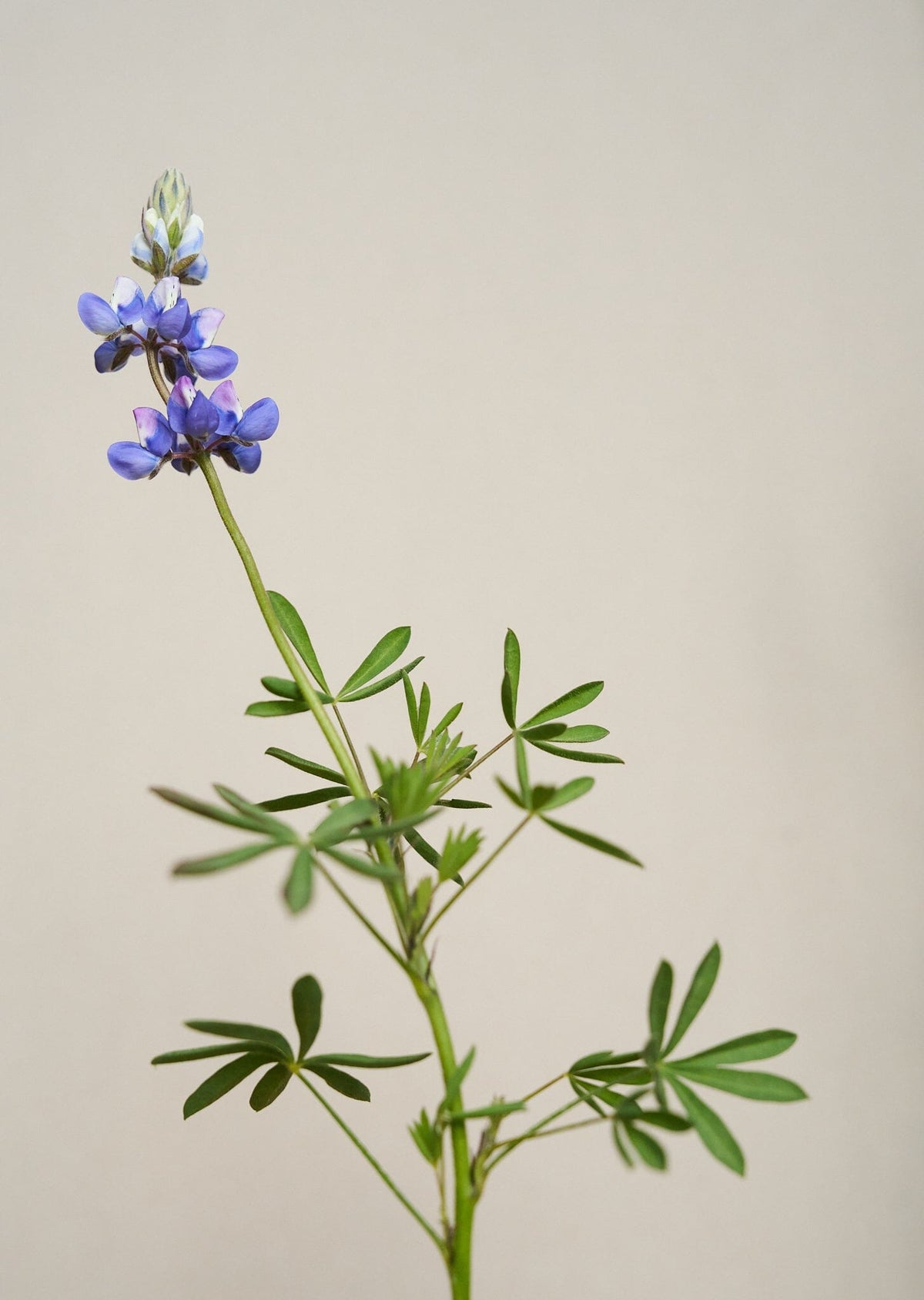 Lupin 'Nanus' Seed 