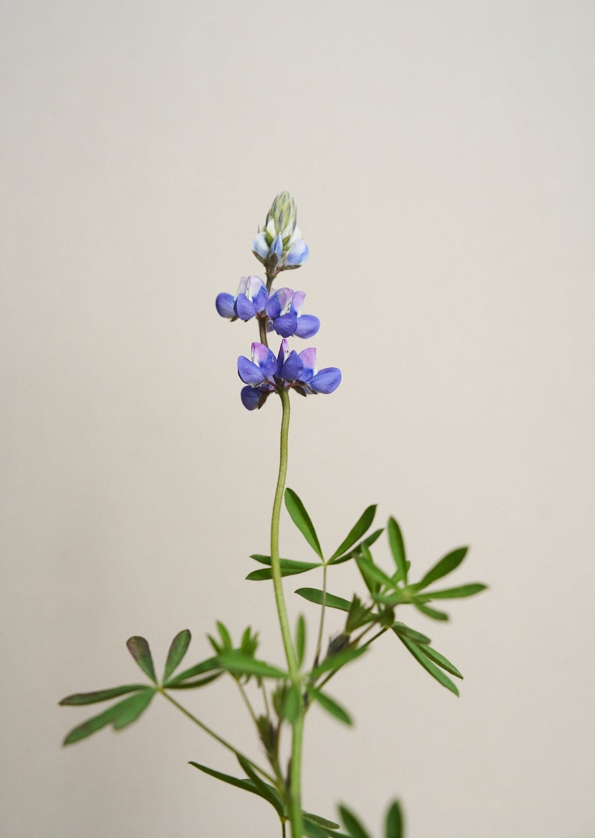 Lupin 'Nanus' Seed 
