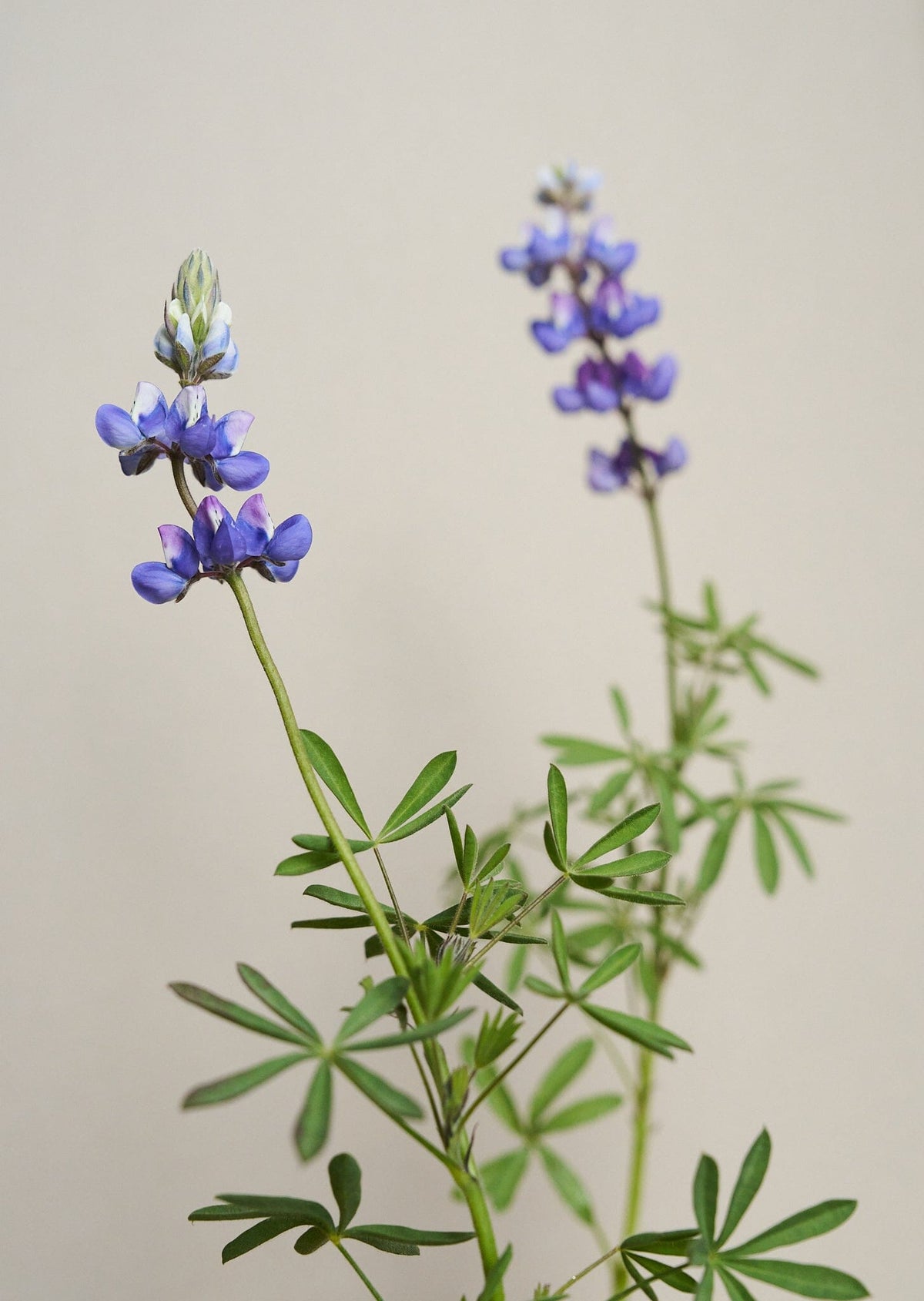 Lupin 'Nanus' Seed 