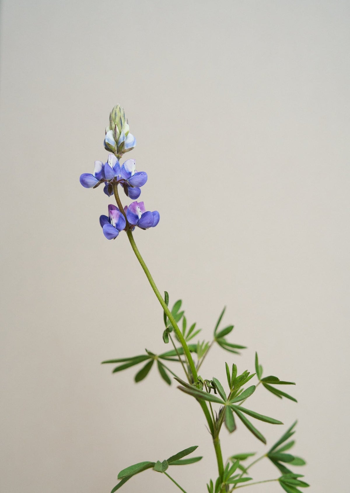 Lupin 'Nanus' Seed 