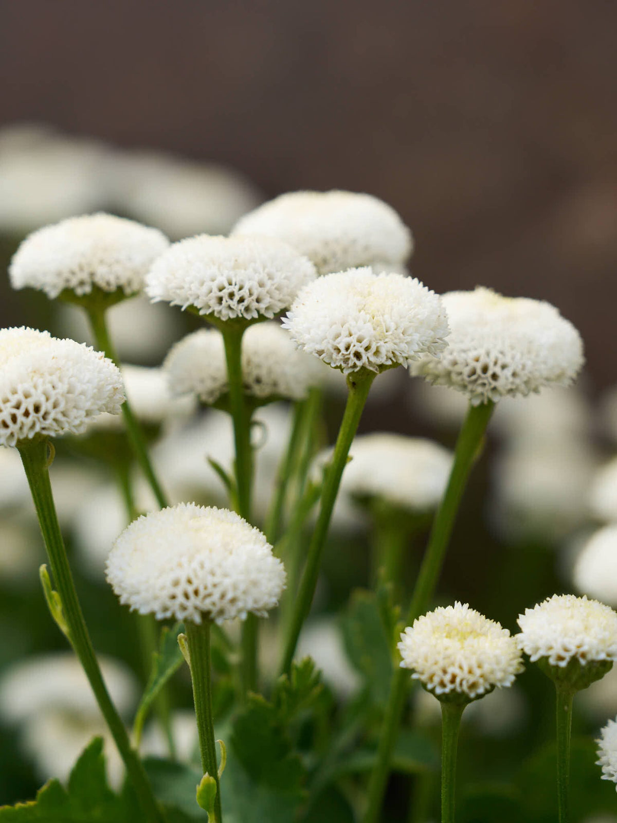 Matrem 'Snowball' Seed 