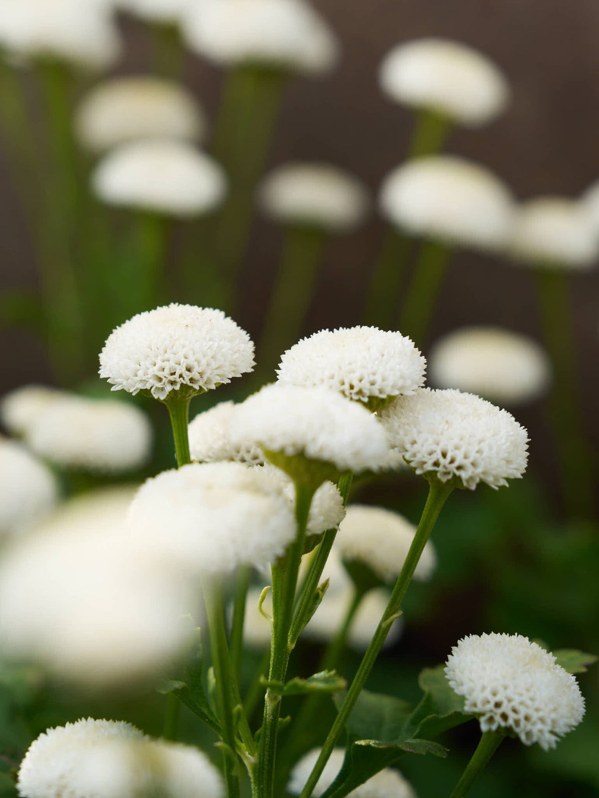 Matrem 'Snowball' Seed 