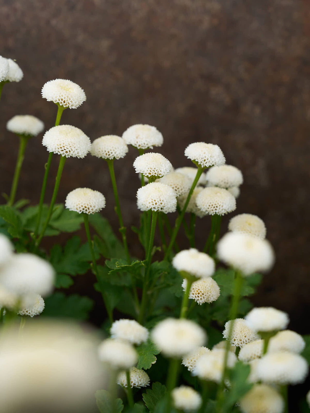 Matrem 'Snowball' Seed 