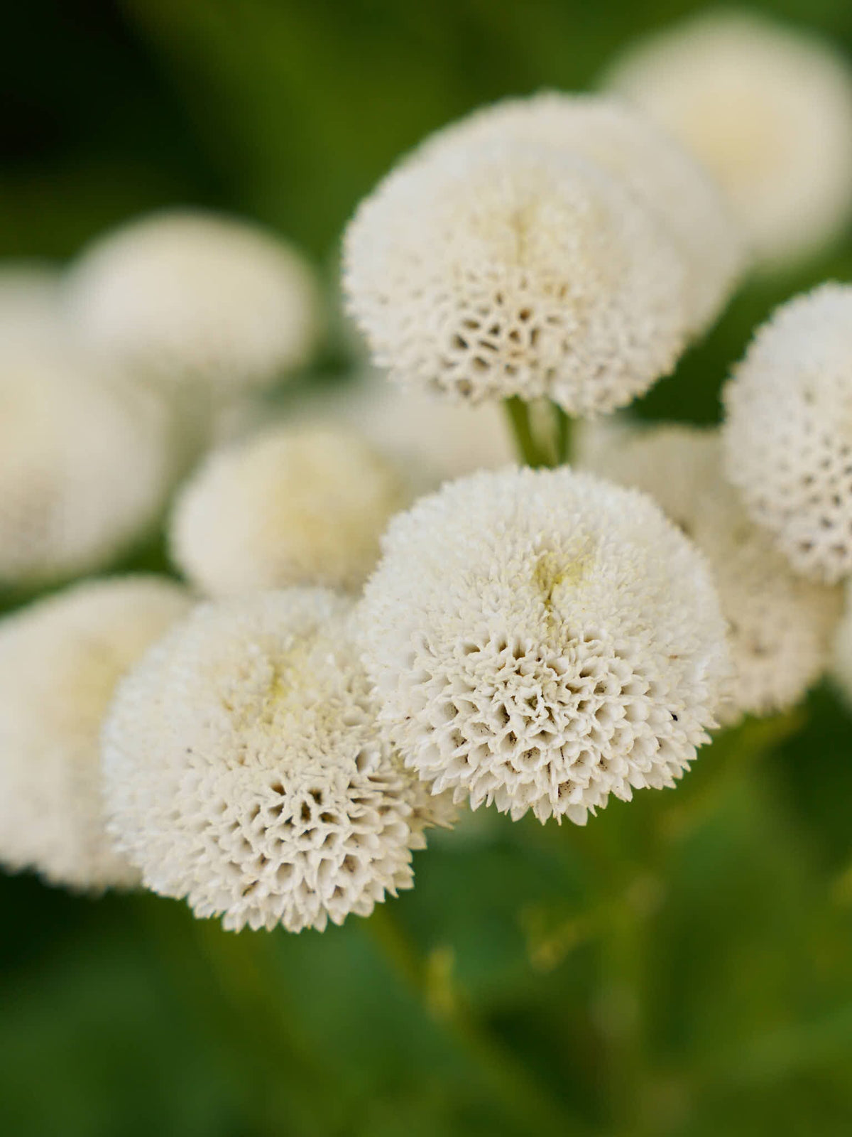 Matrem 'Snowball' Seed 