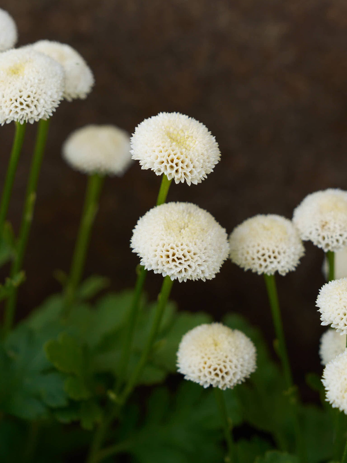 Matrem 'Snowball' Seed 