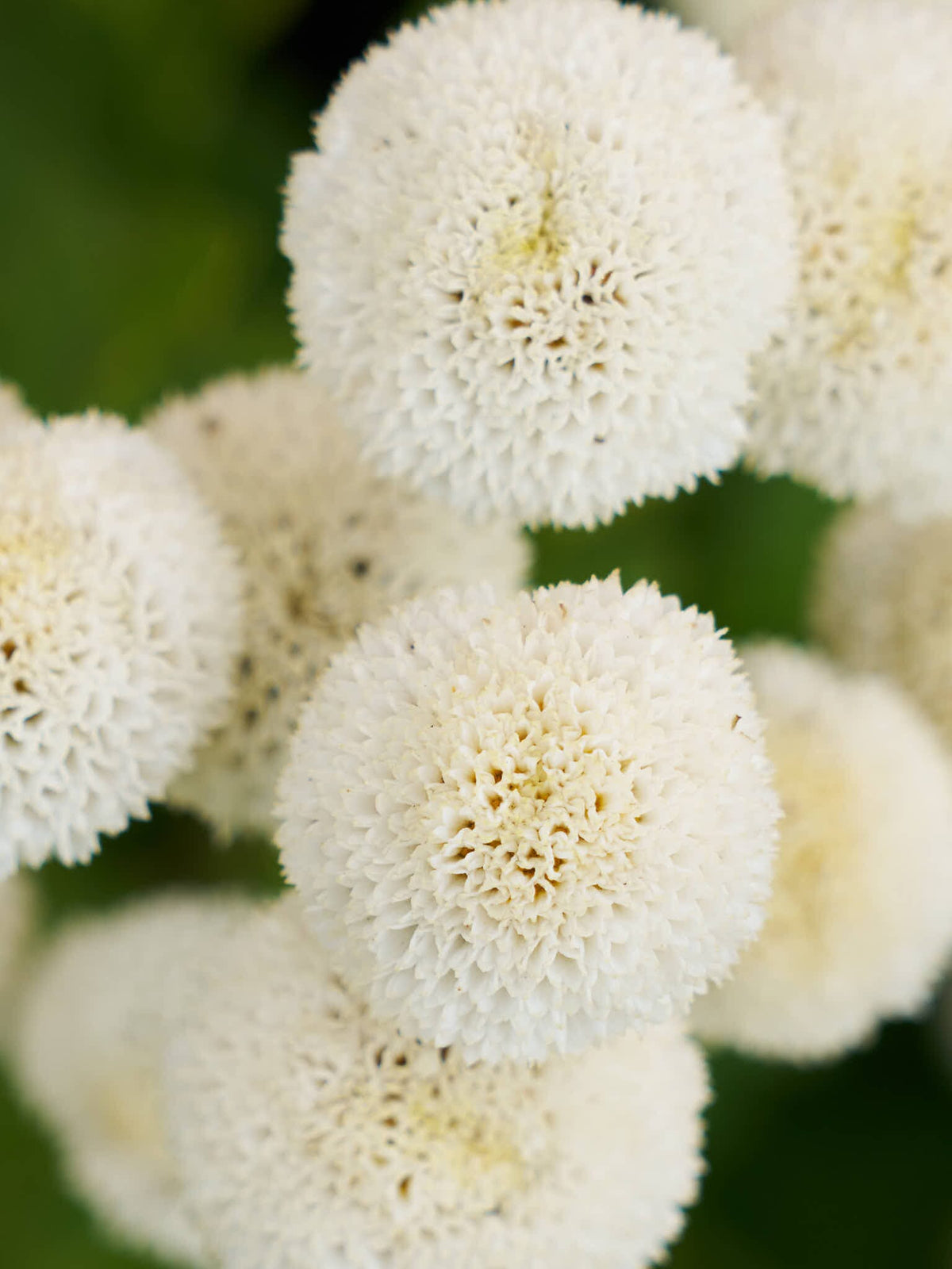 Matrem 'Snowball' Seed 