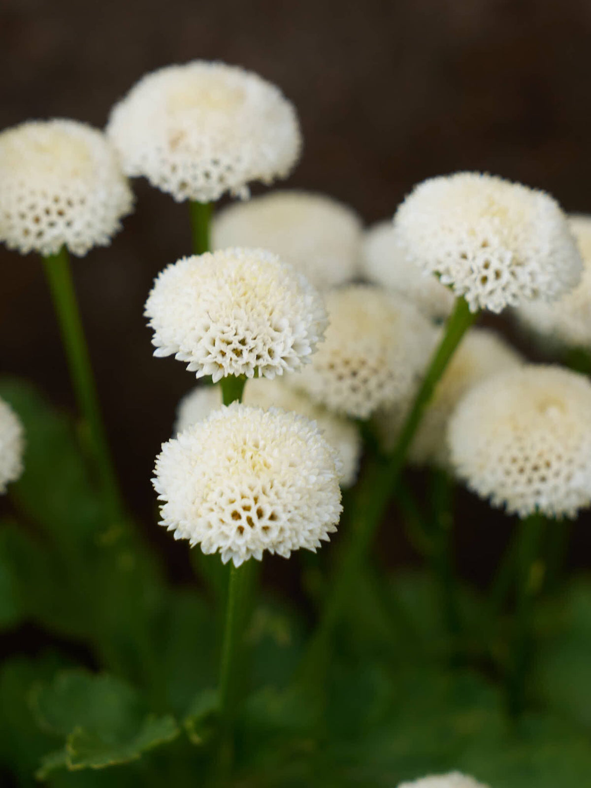 Matrem 'Snowball' Seed 