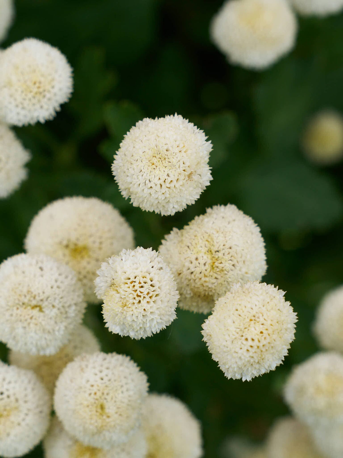 Matrem 'Snowball' Seed 