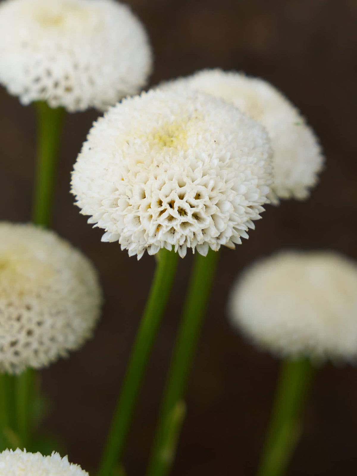 Matrem 'Snowball' Seed 