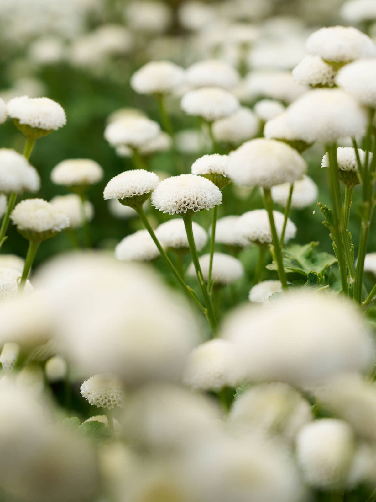 Matrem 'Snowball' Seed 