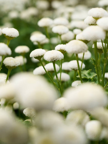 Matrem 'Snowball' Seed 
