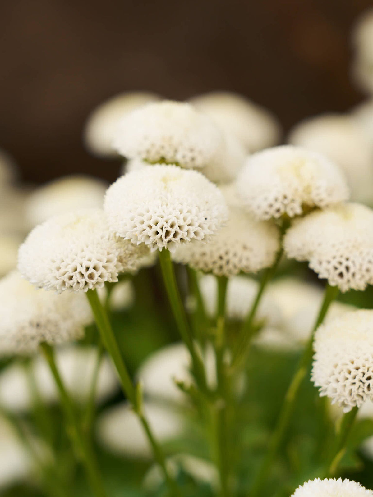 Matrem 'Snowball' Seed 