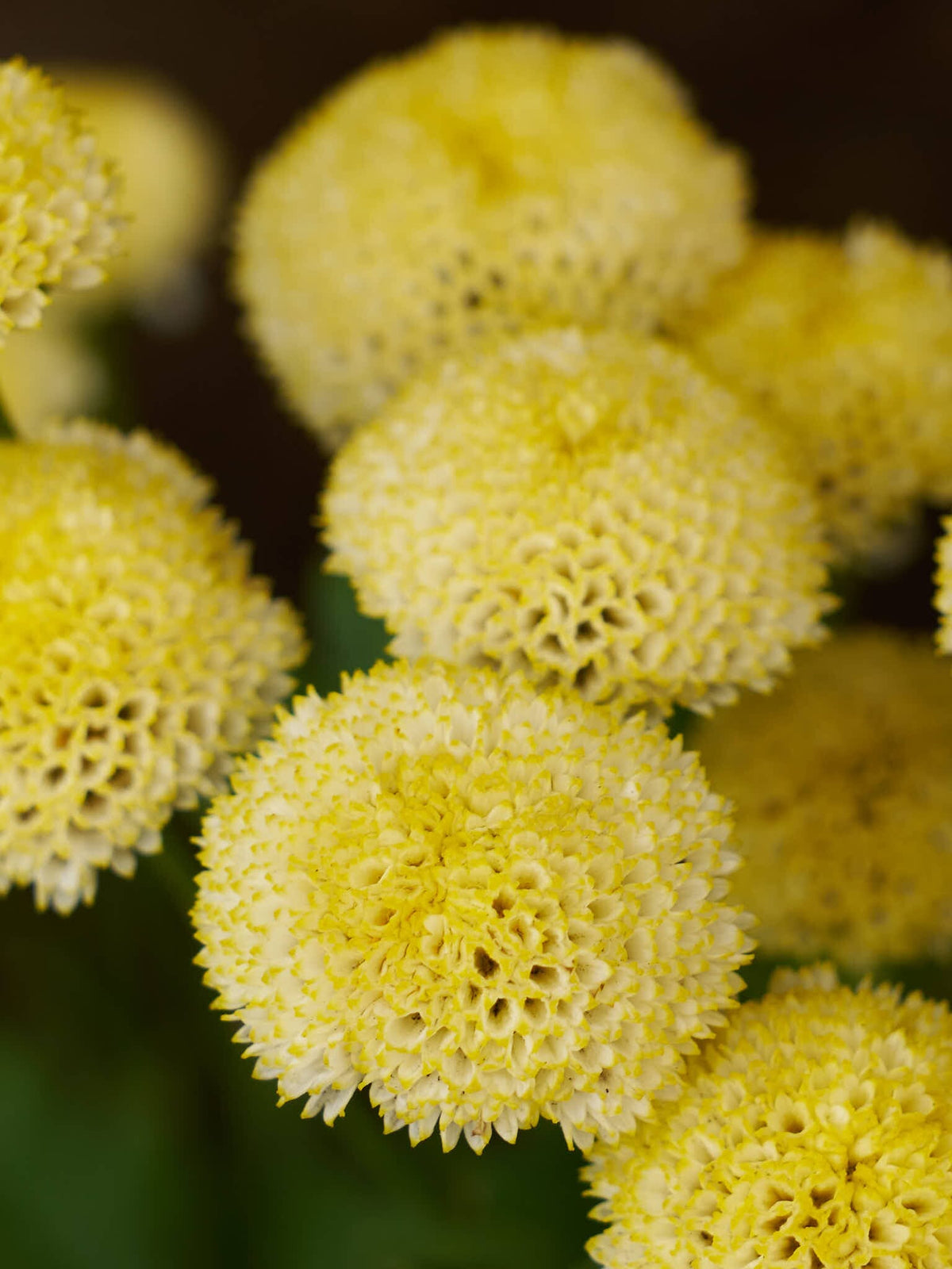 Matrem 'Sunny Ball' Seed 