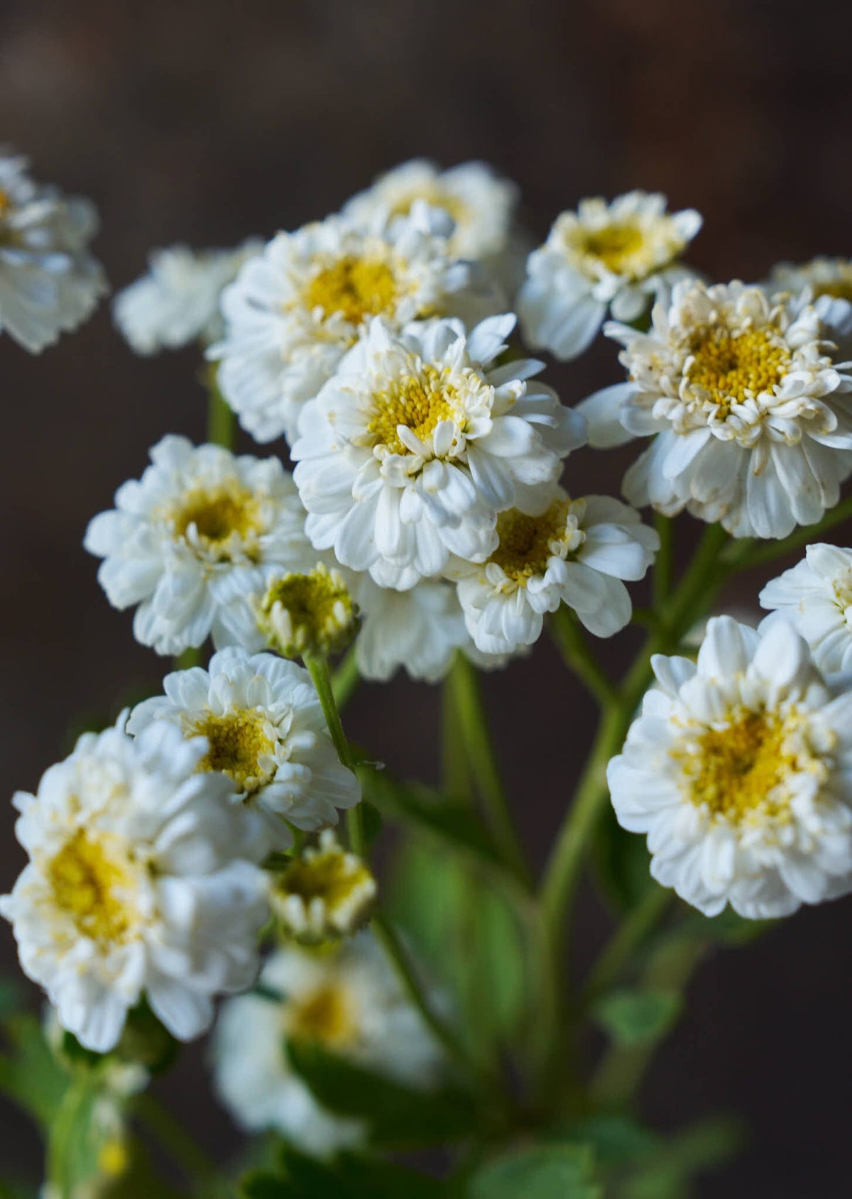 Matrem 'Tetra White Wonder' Seed 