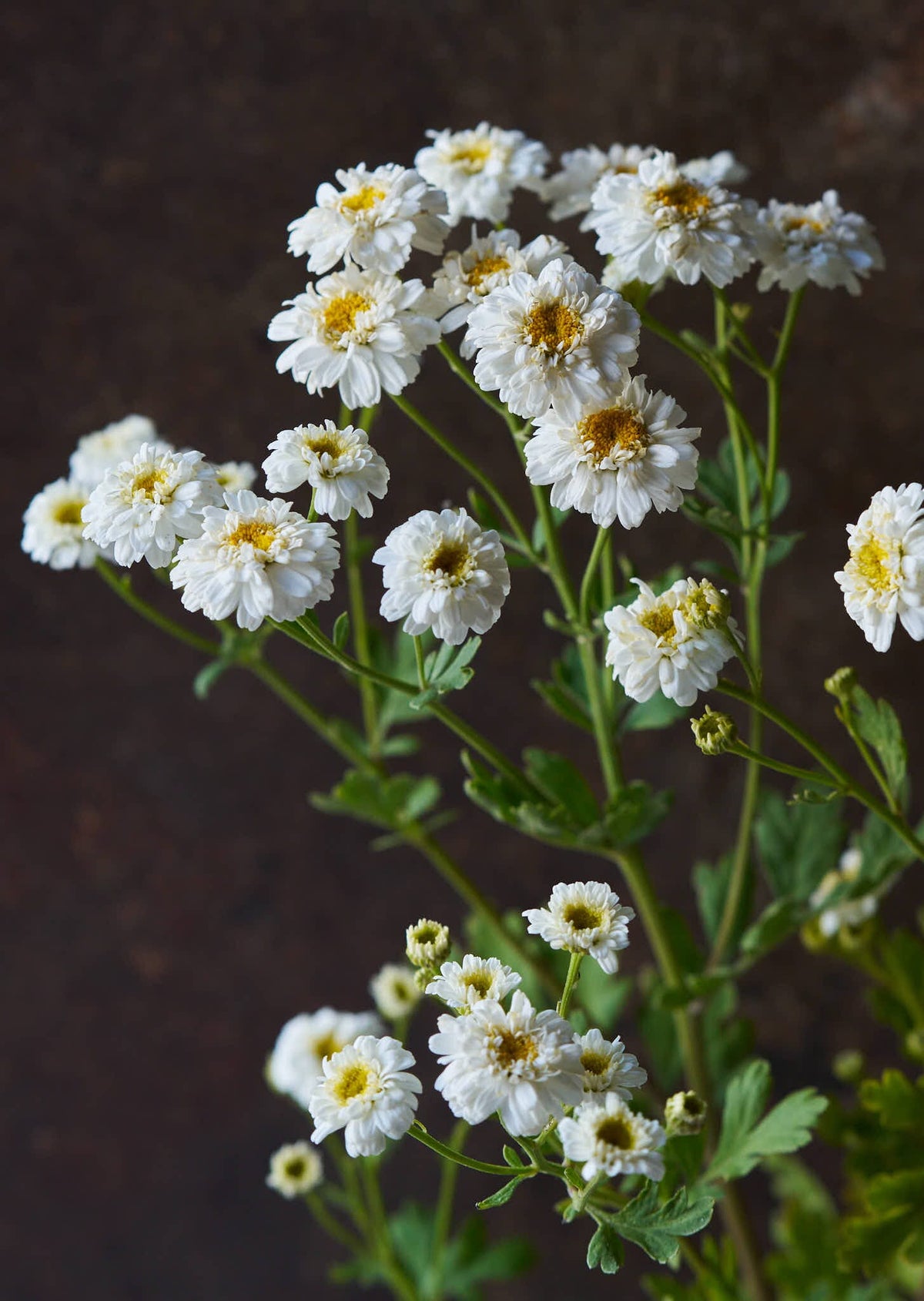 Matrem 'Tetra White Wonder' Seed 