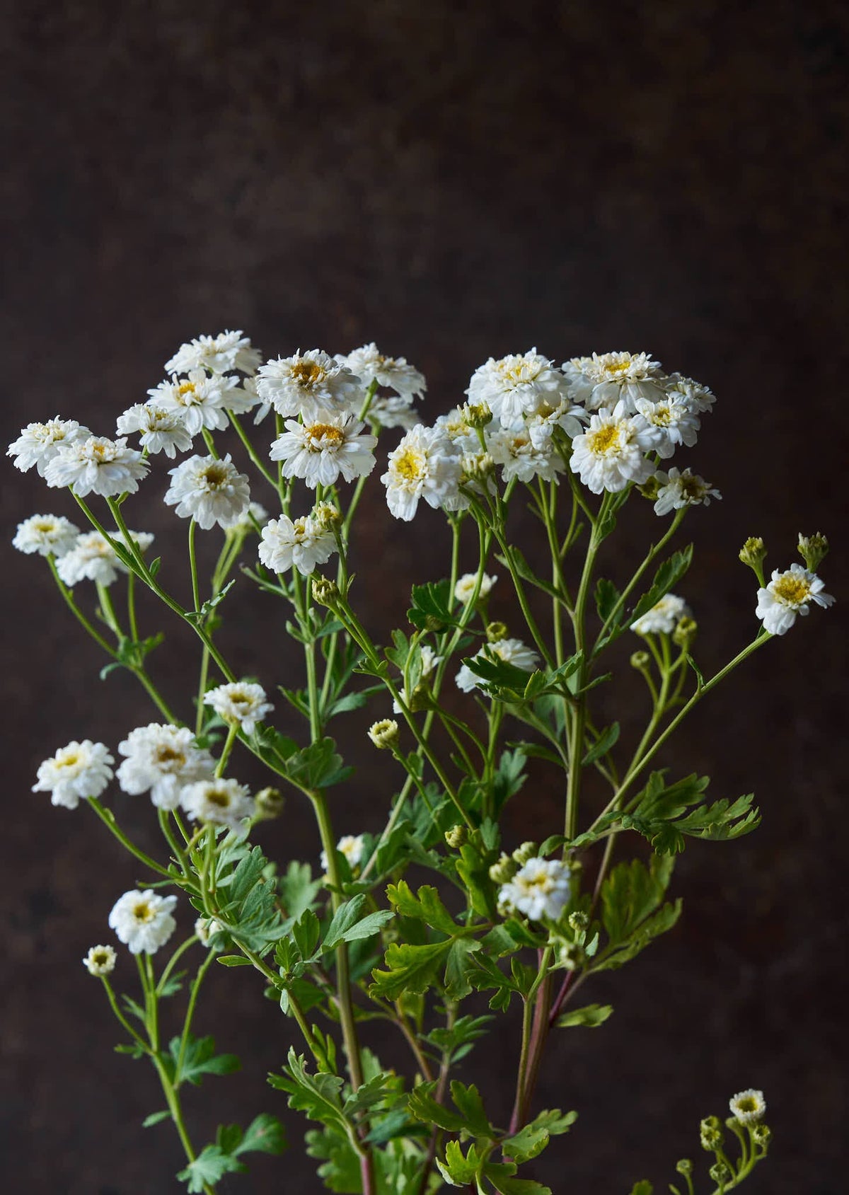 Matrem 'Tetra White Wonder' Seed 