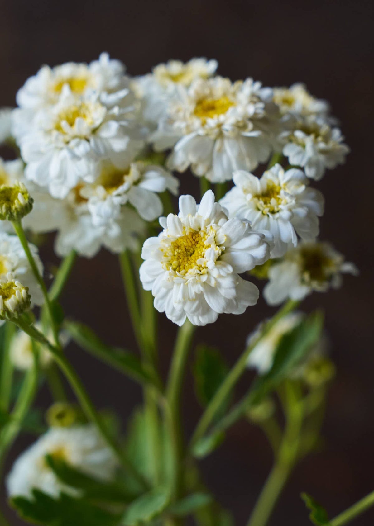 Matrem 'Tetra White Wonder' Seed 