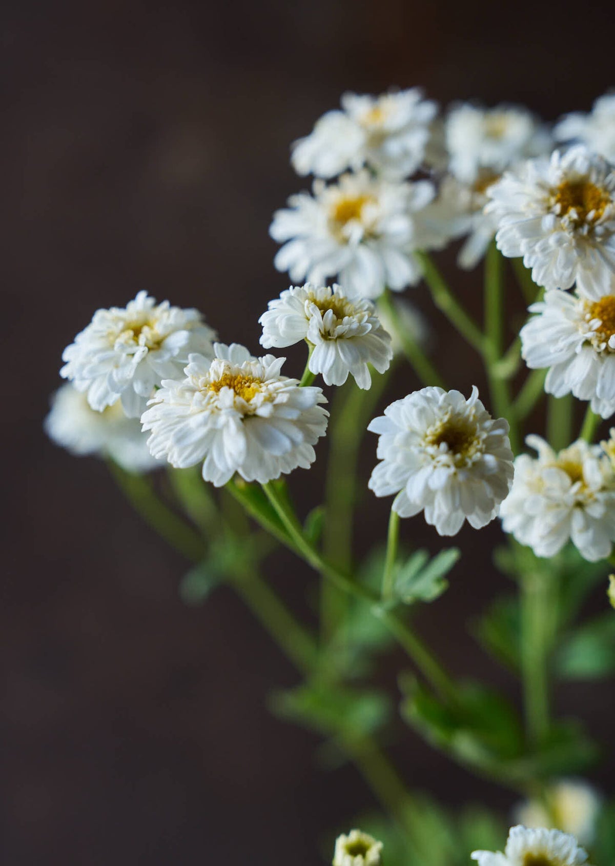 Matrem 'Tetra White Wonder' Seed 