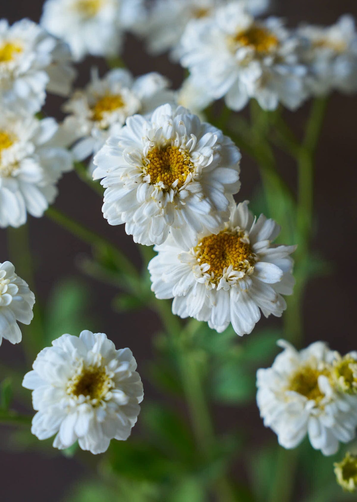 Matrem 'Tetra White Wonder' Seed 