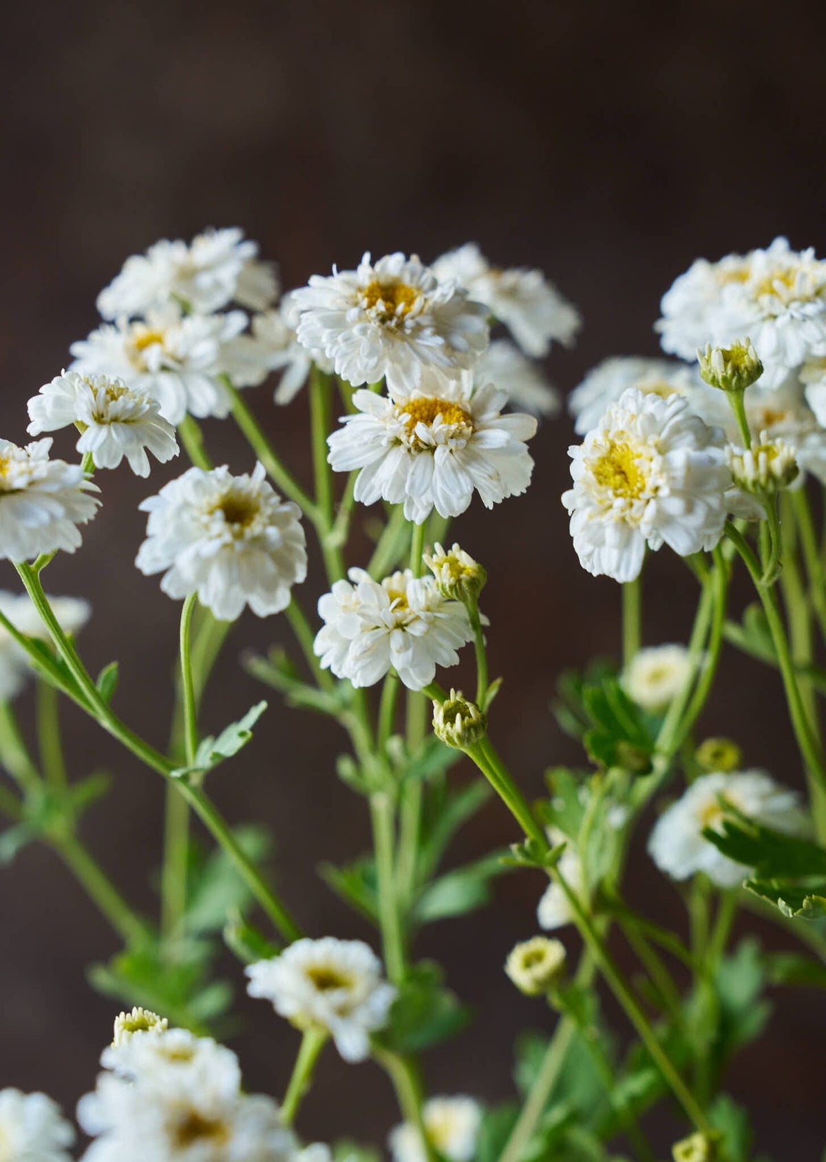 Matrem 'Tetra White Wonder' Seed 