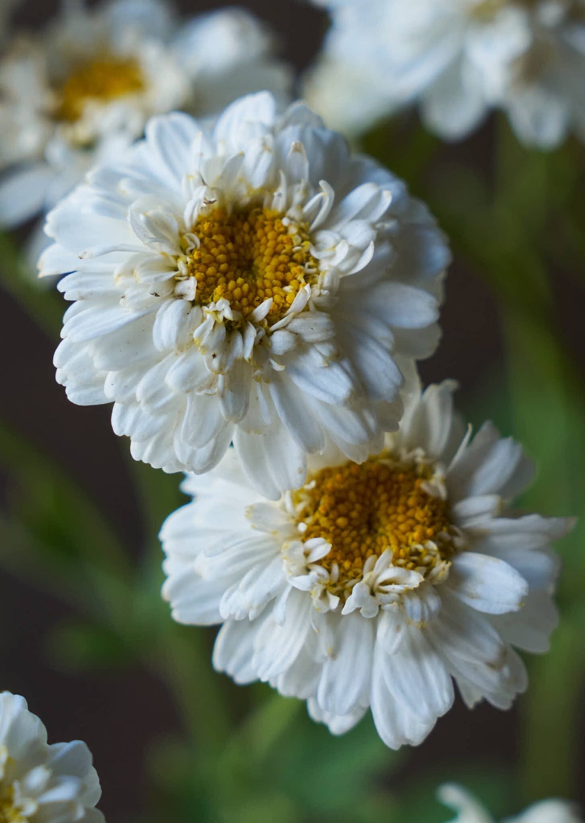 Matrem 'Tetra White Wonder' Seed 