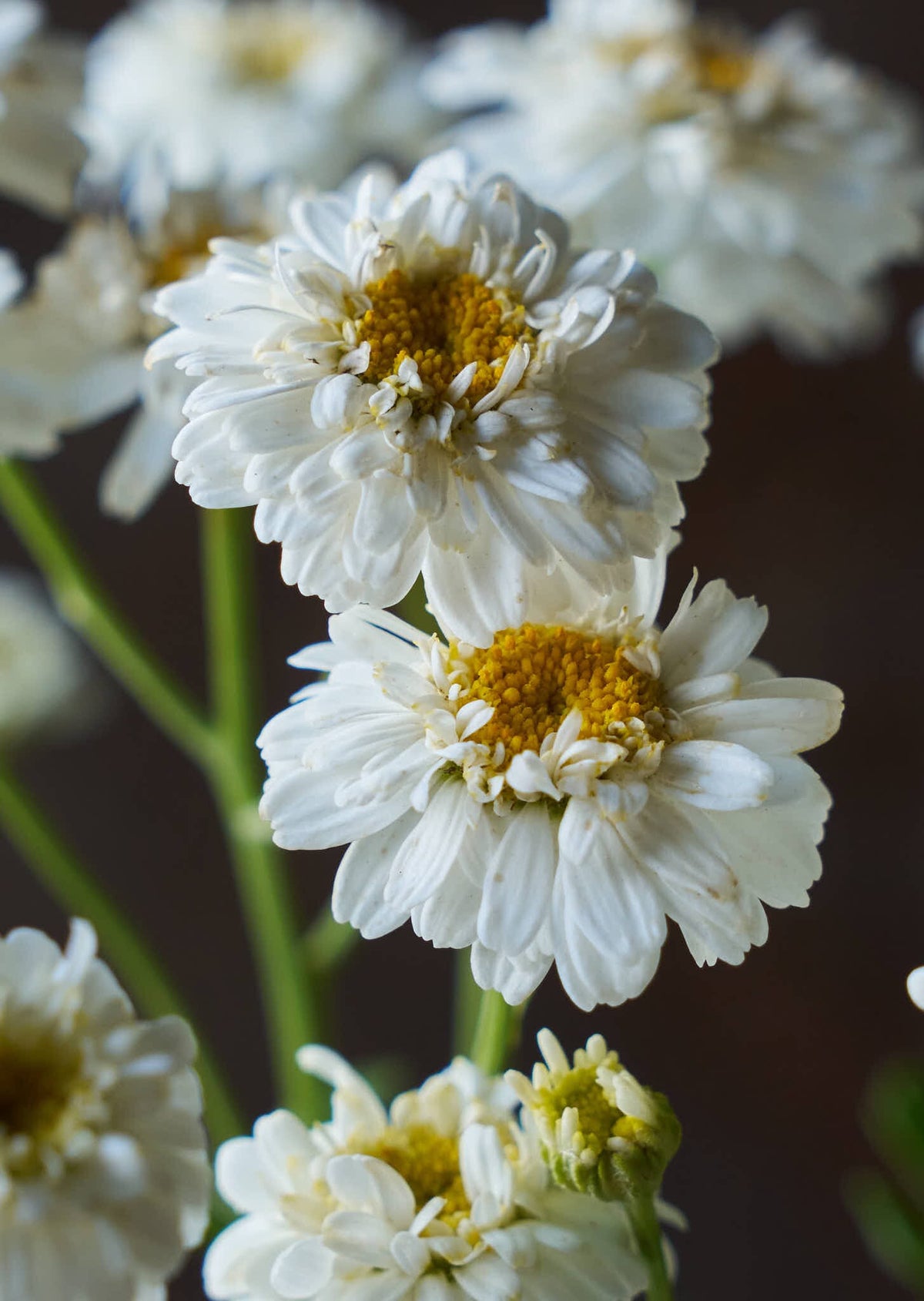 Matrem 'Tetra White Wonder' Seed 