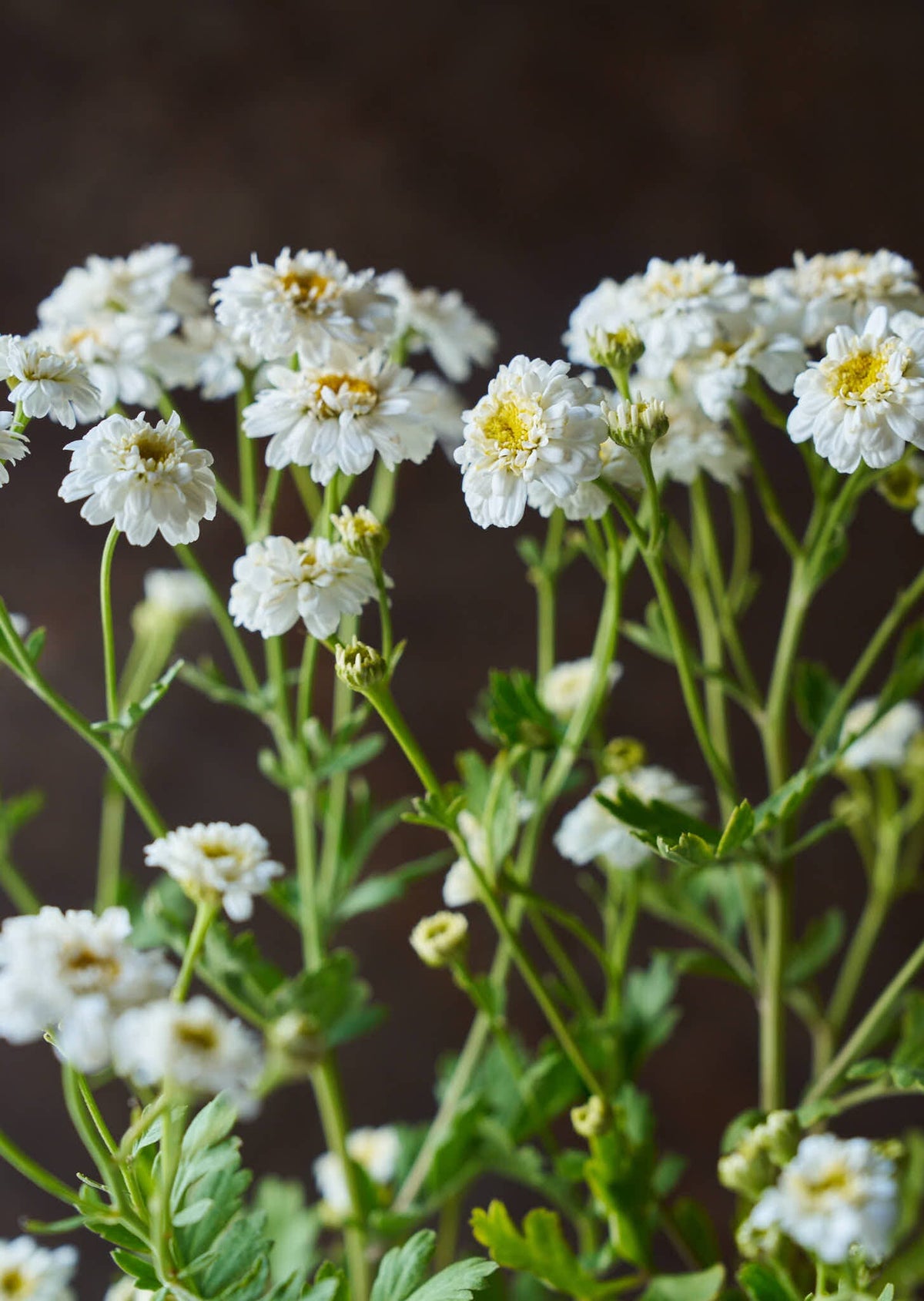 Matrem 'Tetra White Wonder' Seed 