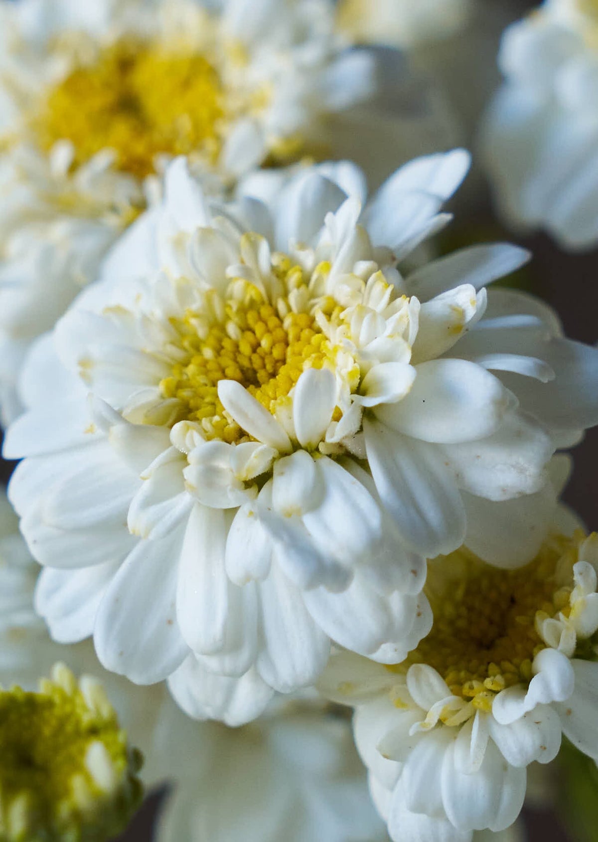 Matrem 'Tetra White Wonder' Seed 