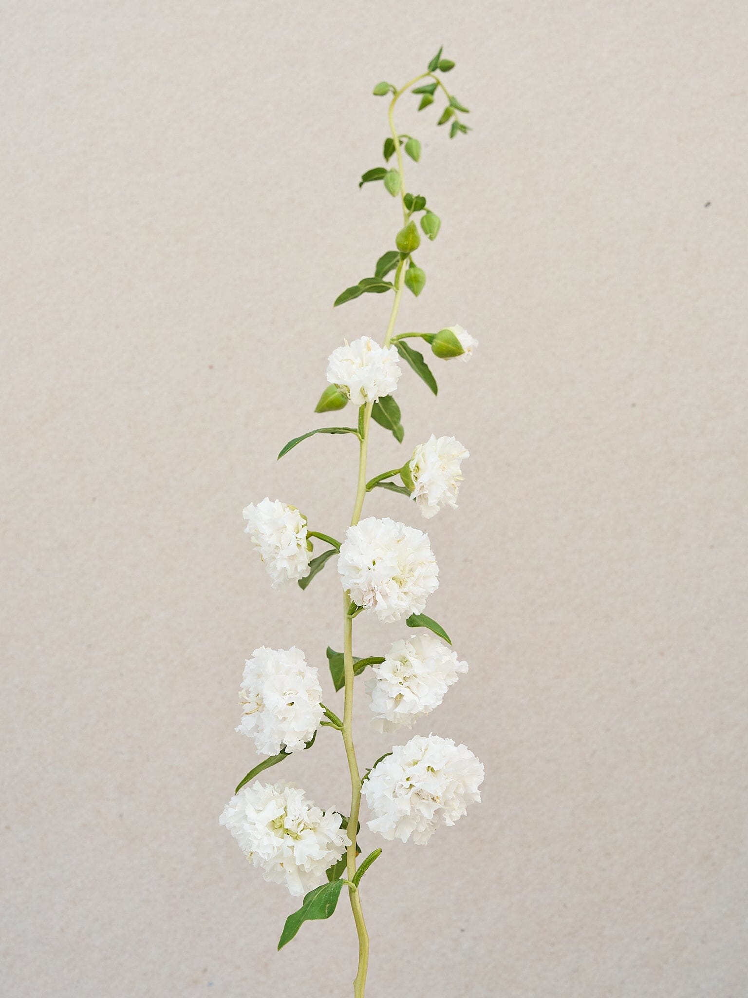 Mølleblomst 'Albatros' Seed 