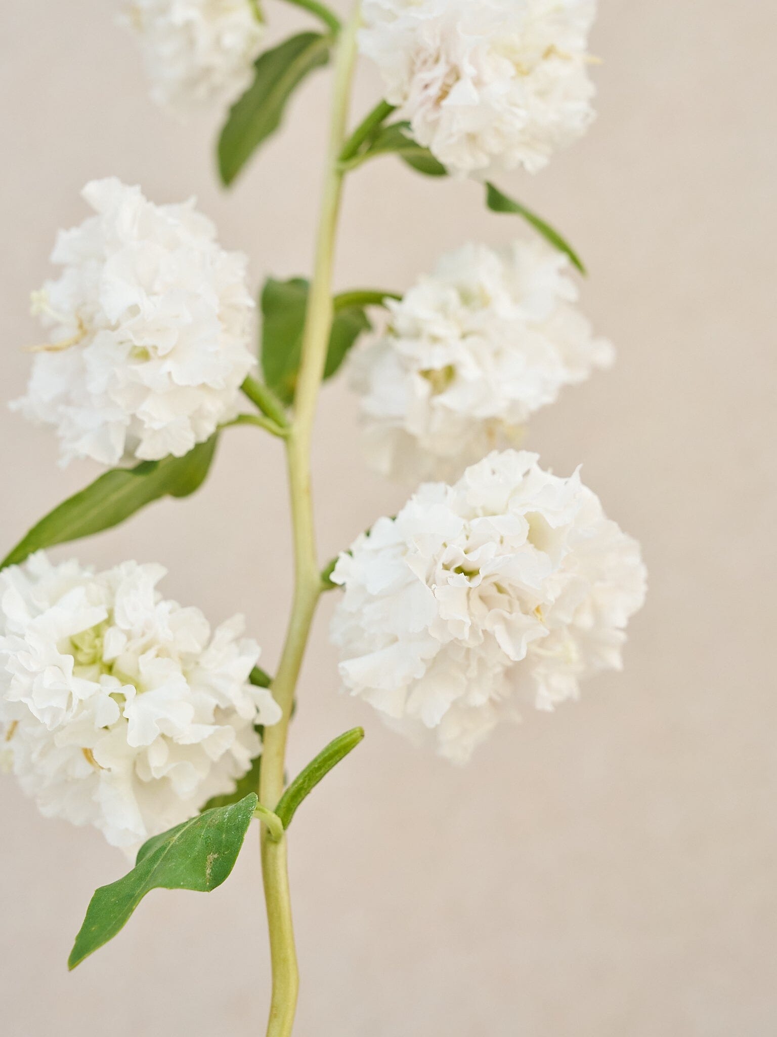 Mølleblomst 'Albatros' Seed 