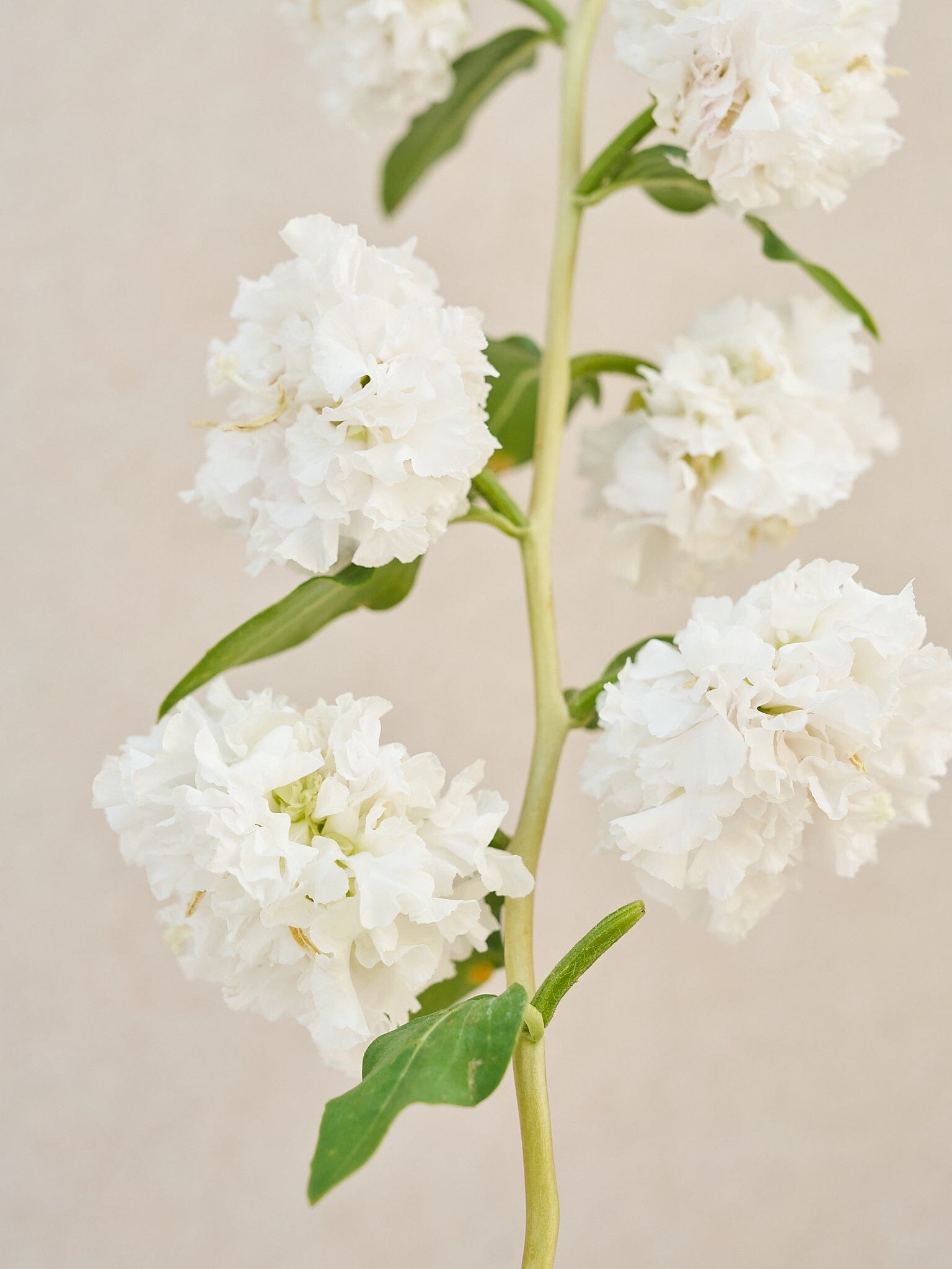 Mølleblomst 'Albatros' Seed 