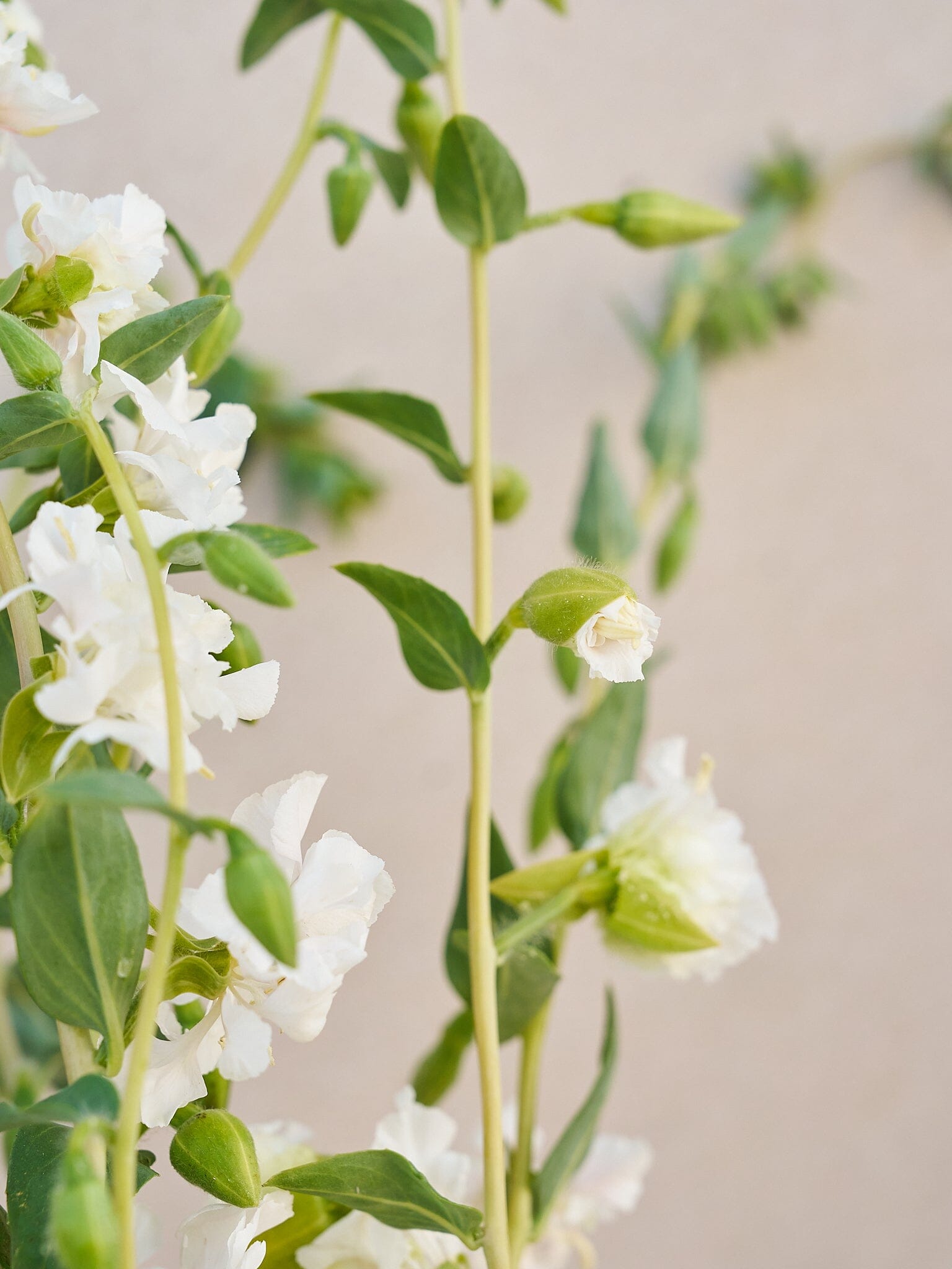 Mølleblomst 'Albatros' Seed 