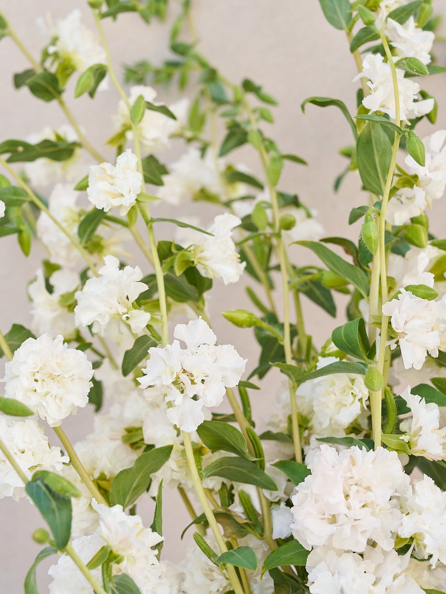 Mølleblomst 'Albatros' Seed 